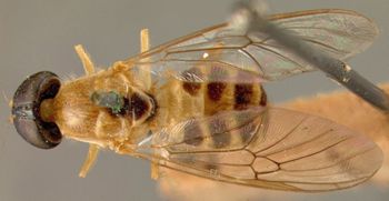 Media type: image;   Entomology 12538 Aspect: habitus dorsal view